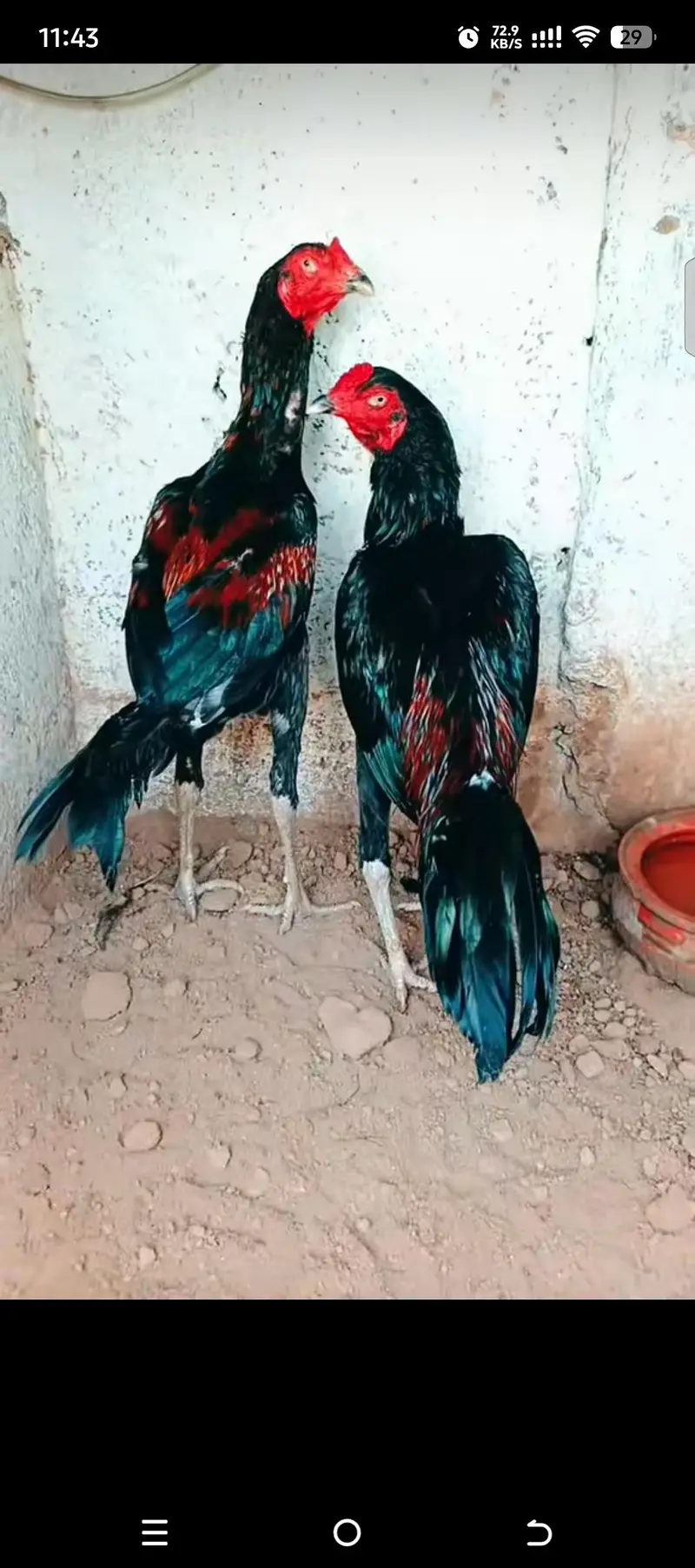 Rampuri aseel whtsapp 03480008558 breeders pics are attched — photo 10
