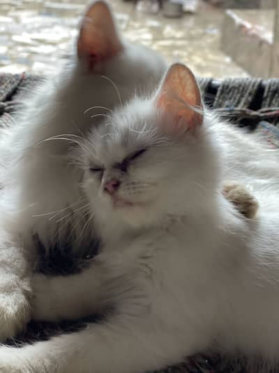 Triple Coated Percian Cats