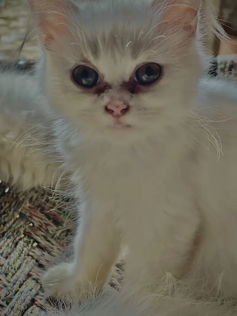 Triple Coated Percian Cats — photo 2