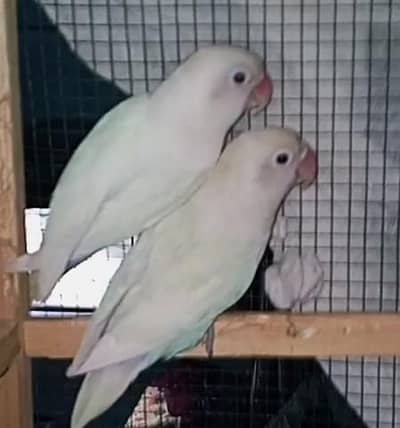 Albino black Eye
