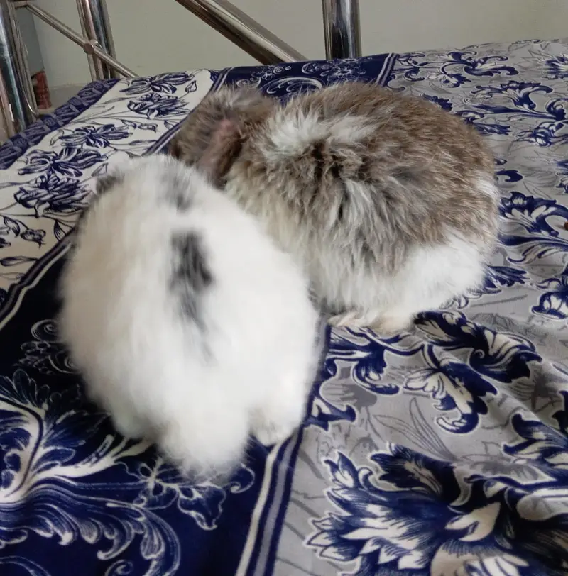 Holland Hope Bunny