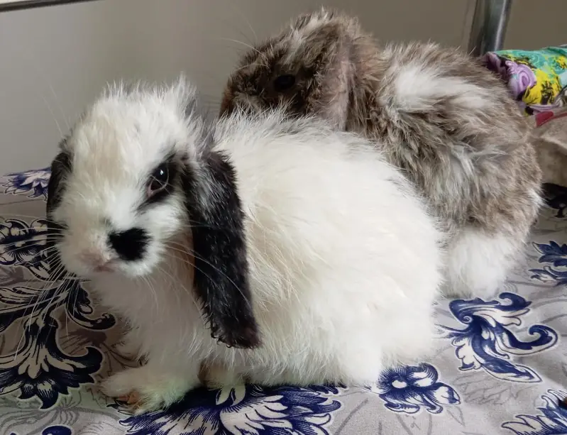 Holland Hope Bunny — photo 2
