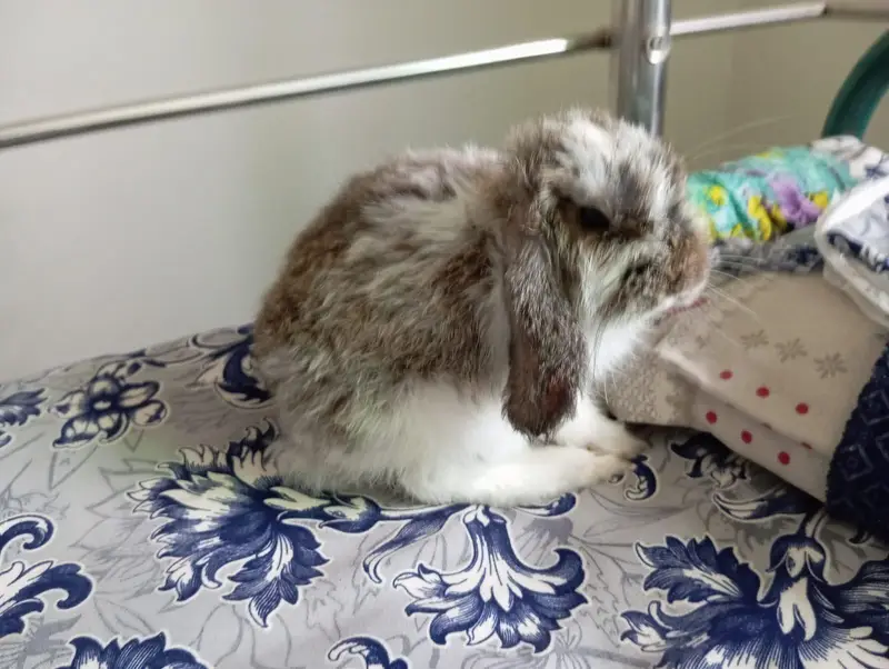 Holland Hope Bunny — photo 3