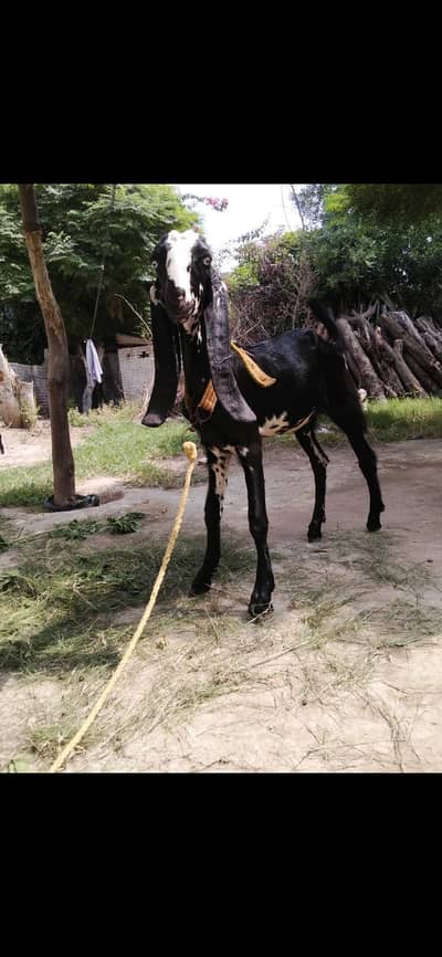 Amratsari  |Bakri |Goat |sheep |chatra |kajla