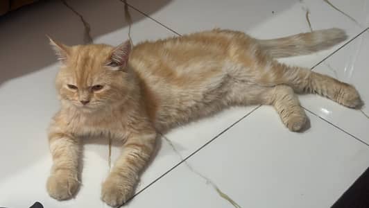 Male cat