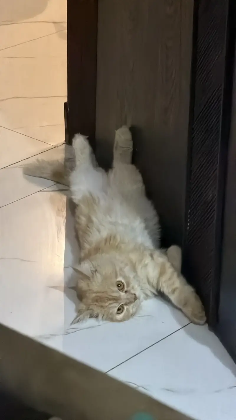 Male cat — photo 2