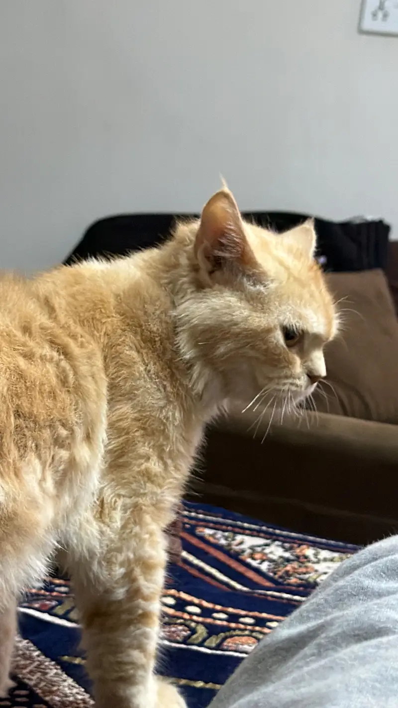Male cat — photo 3