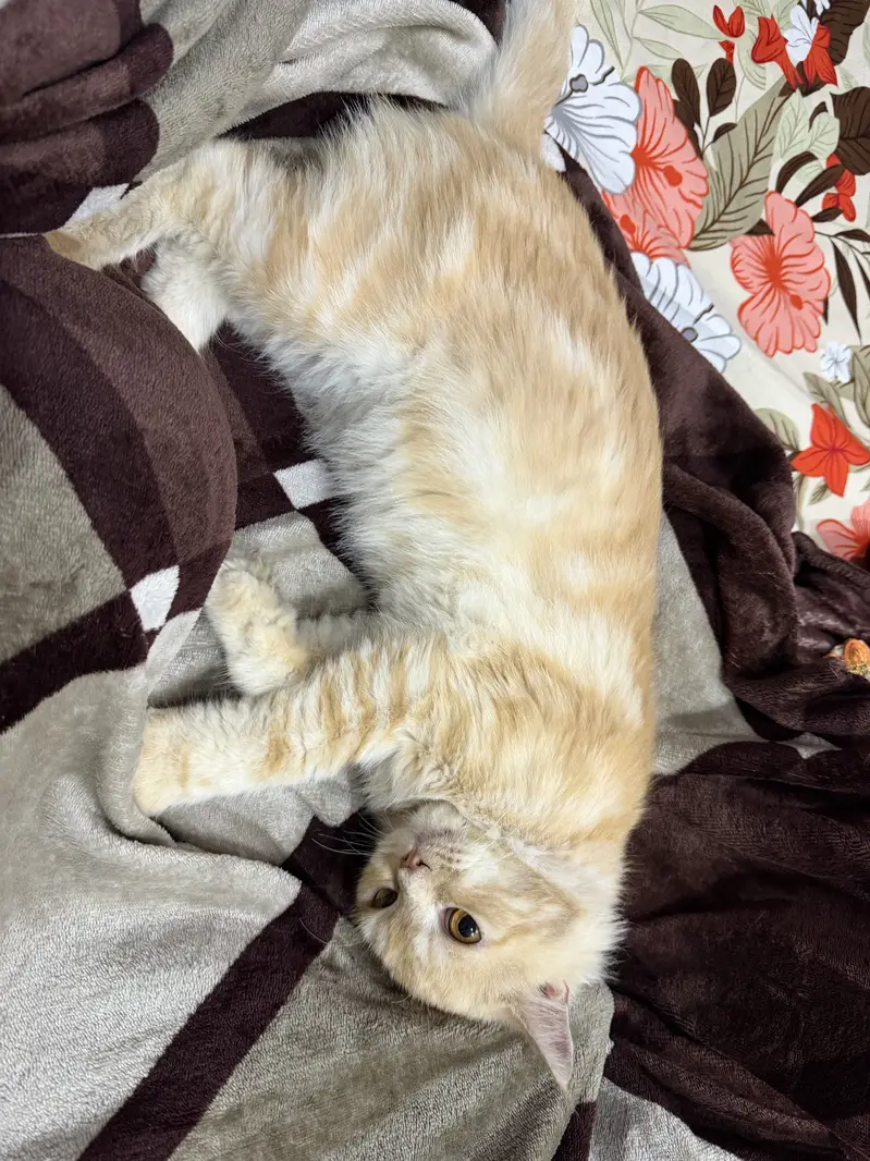 Male cat — photo 4