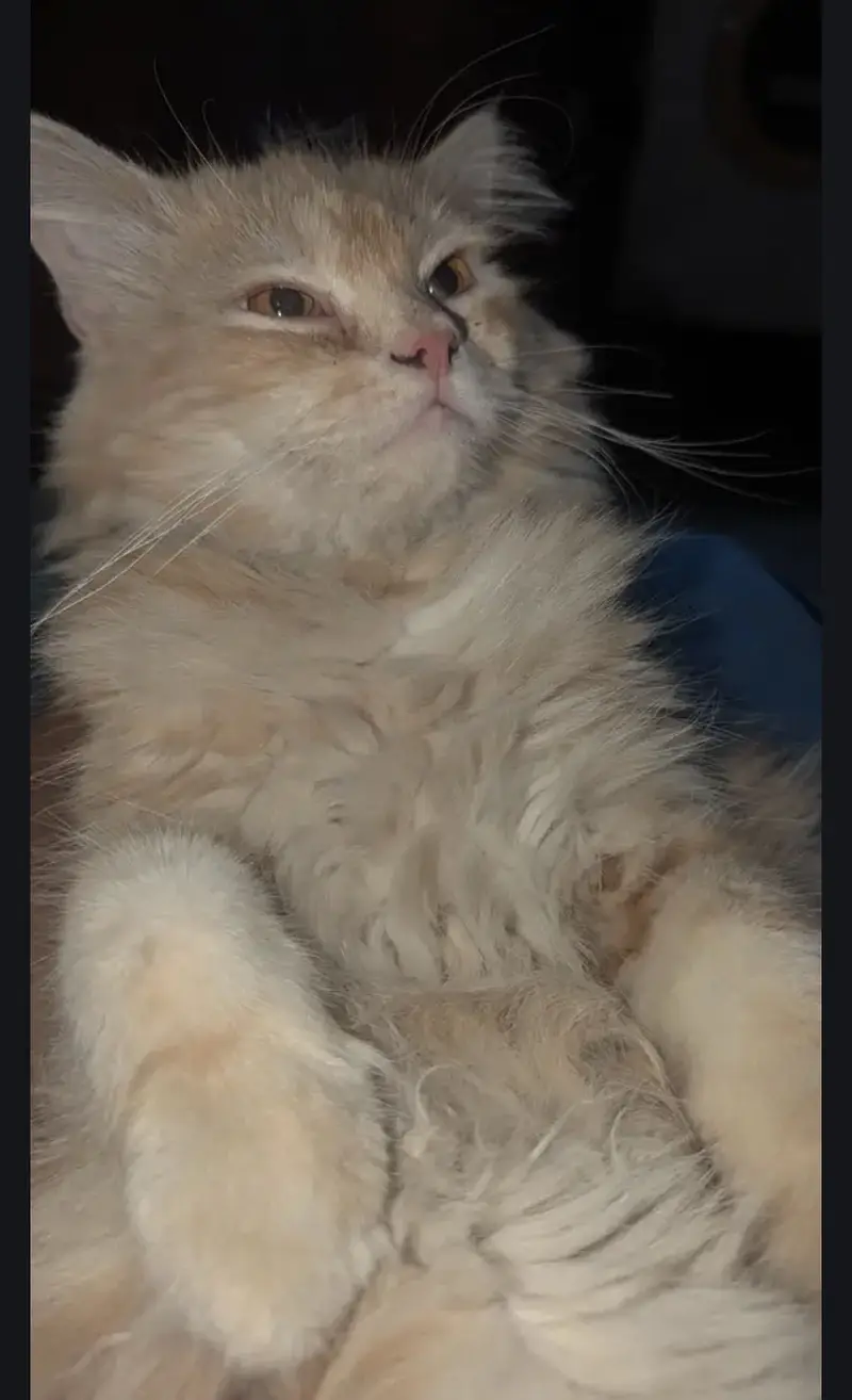 Male cat — photo 5