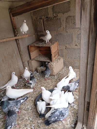 High Flyer pathe & Breeding Pairs