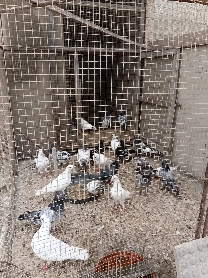 High Flyer pathe & Breeding Pairs — photo 2