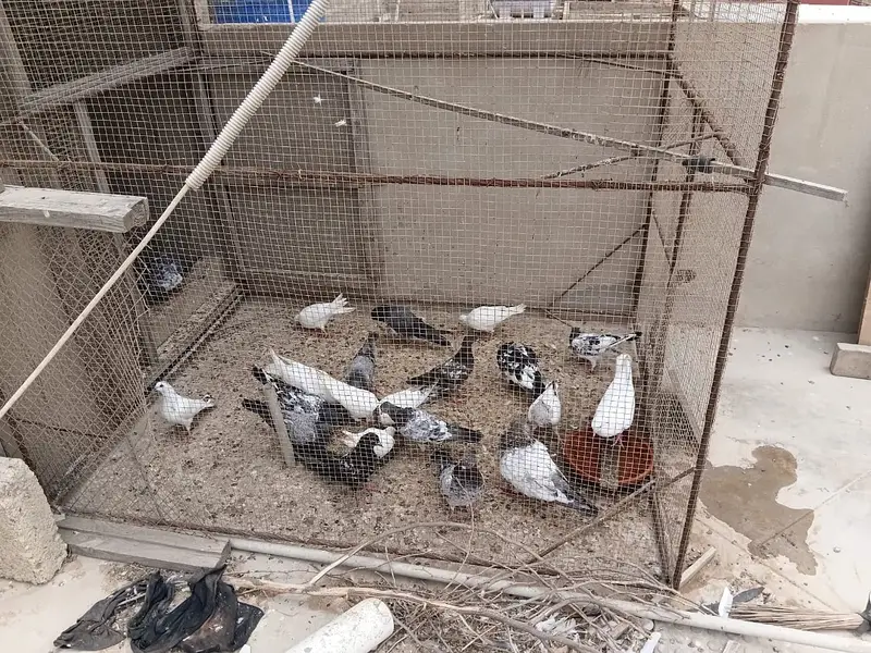 High Flyer pathe & Breeding Pairs — photo 3