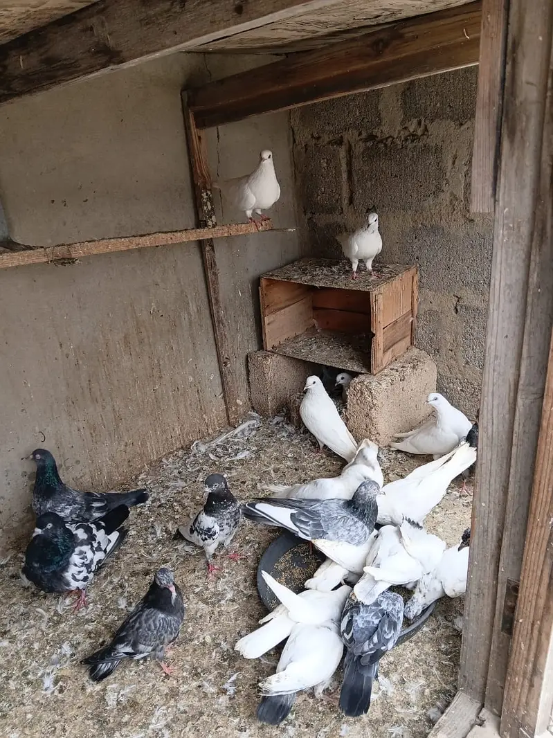 High Flyer pathe & Breeding Pairs — photo 4