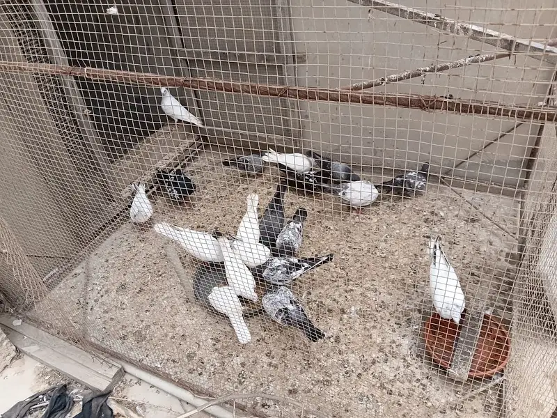 High Flyer pathe & Breeding Pairs — photo 5