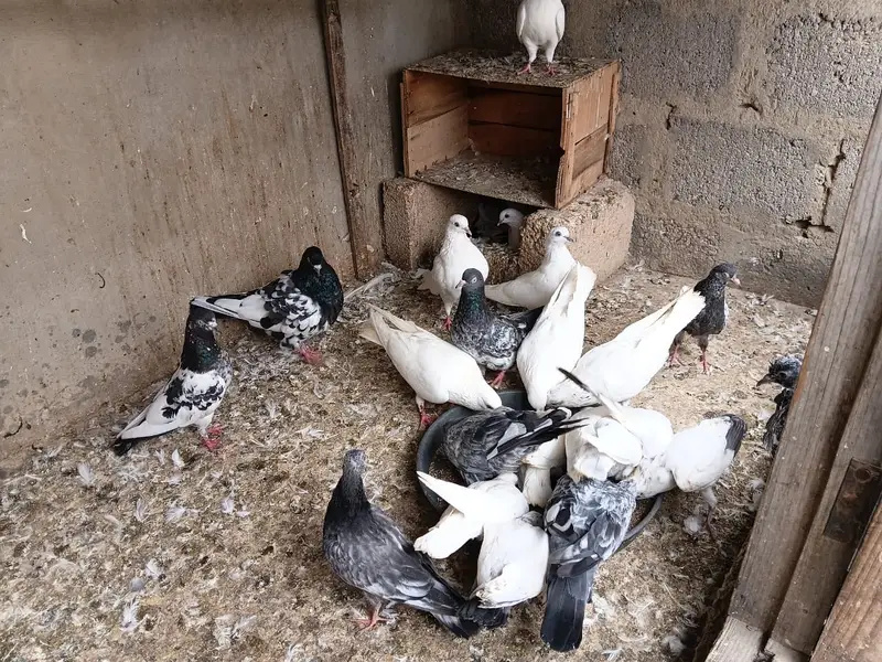 High Flyer pathe & Breeding Pairs — photo 6