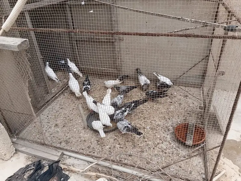 High Flyer pathe & Breeding Pairs — photo 7