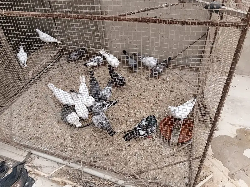 High Flyer pathe & Breeding Pairs — photo 8