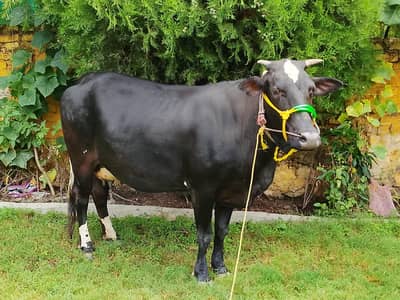 Jersey Cow for sale