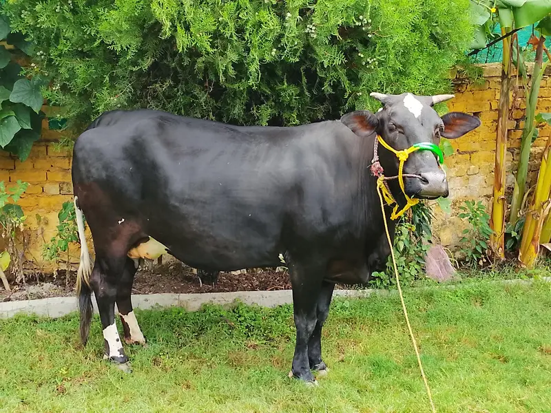 Jersey Cow for sale — photo 2
