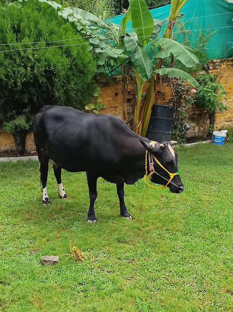 Jersey Cow for sale — photo 3