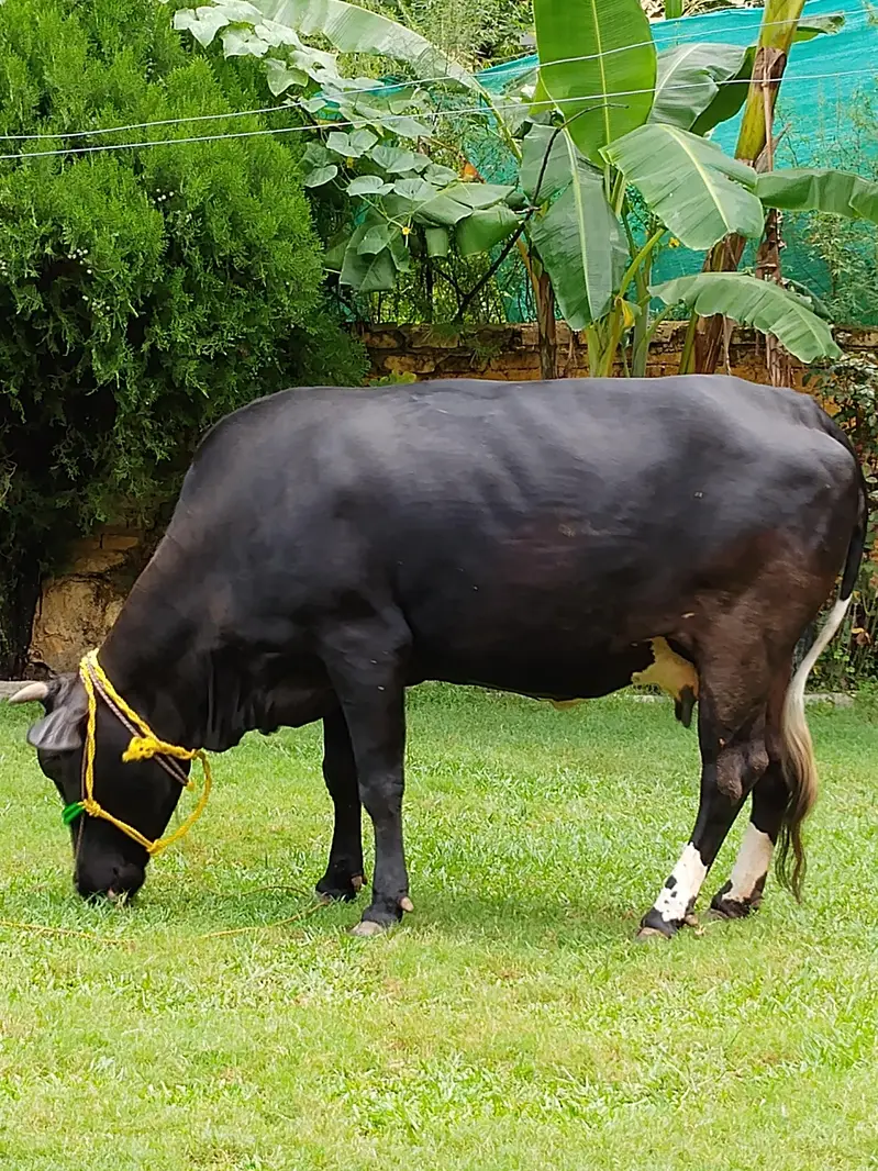 Jersey Cow for sale — photo 4
