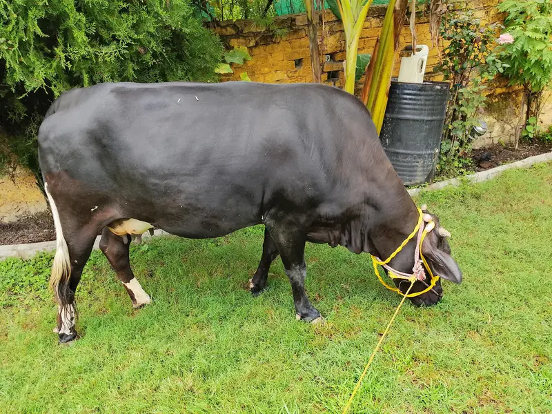 Jersey Cow for sale — photo 5