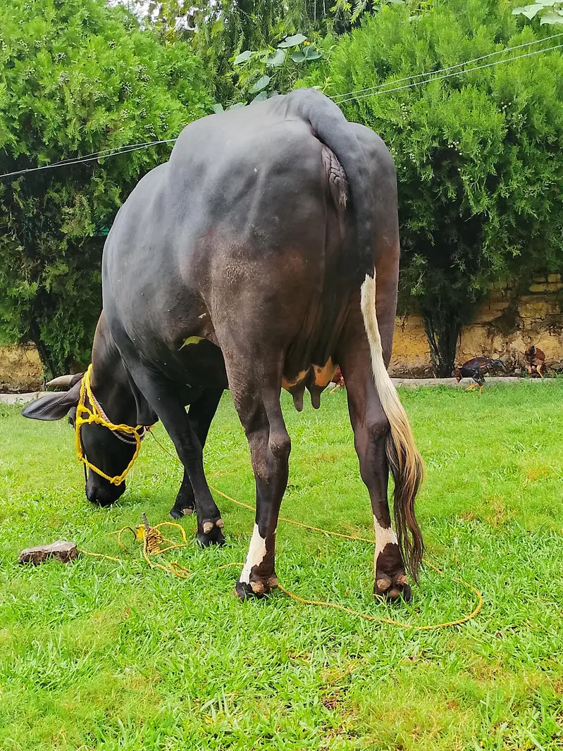 Jersey Cow for sale — photo 6