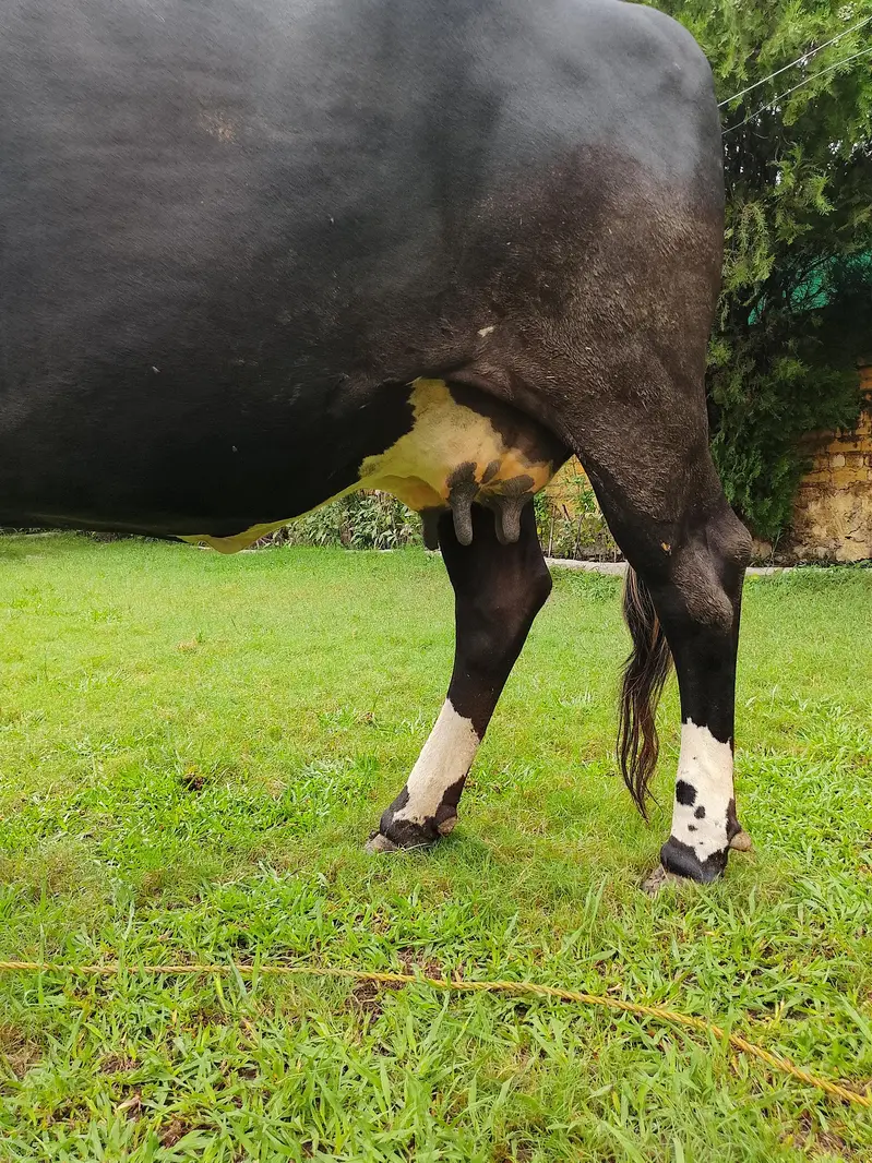 Jersey Cow for sale — photo 7
