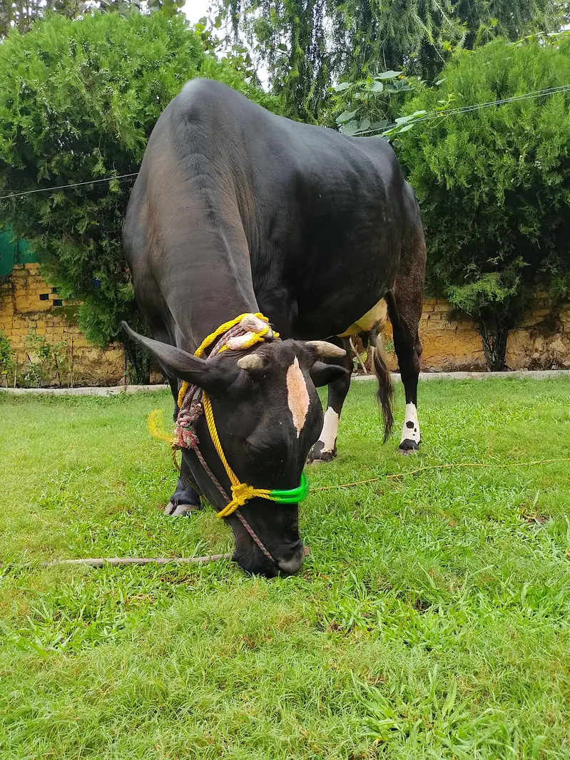 Jersey Cow for sale — photo 8