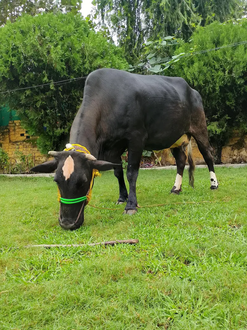 Jersey Cow for sale — photo 9