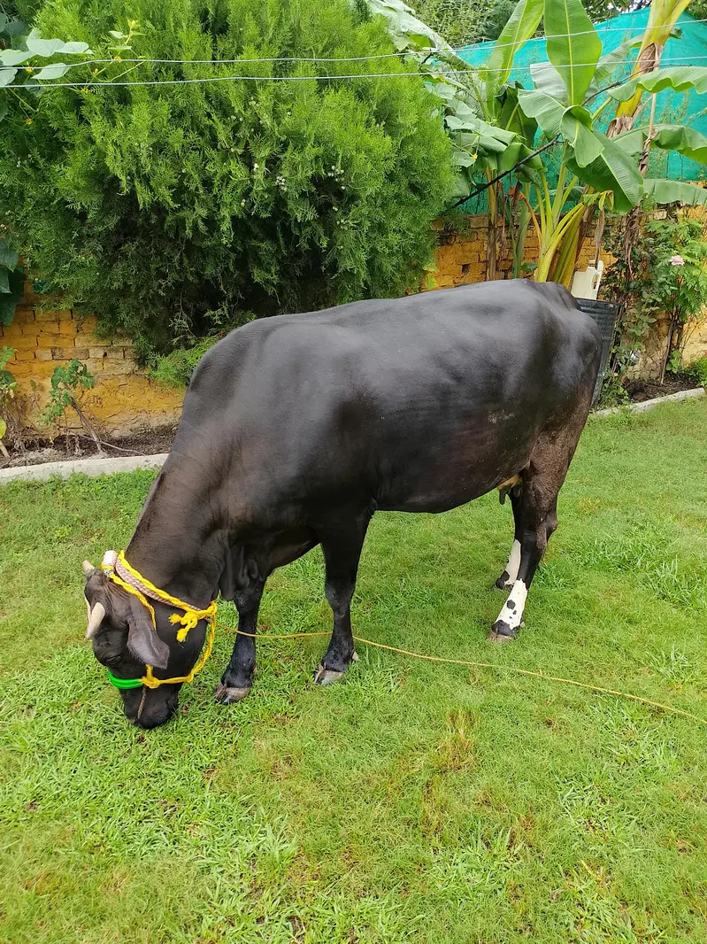 Jersey Cow for sale — photo 10