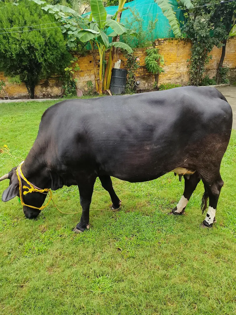 Jersey Cow for sale — photo 11