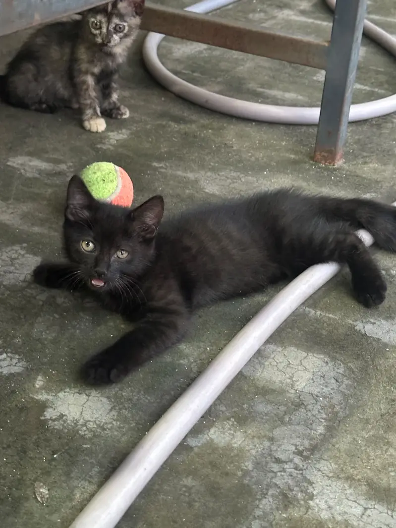 Perisian kittens — photo 3