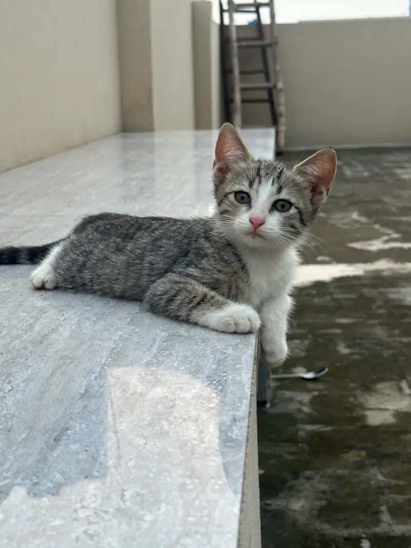 Perisian kittens — photo 5