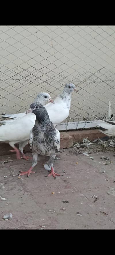 perwazi bachy for sale. 1200 per piece. contact whatsapp