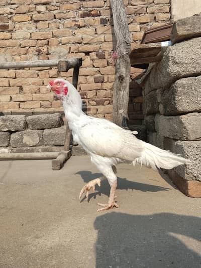 Aseel × paper white cross Murga forsale