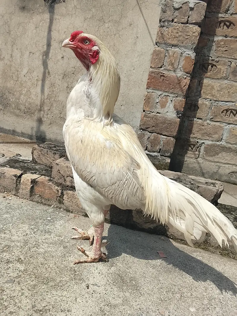 Aseel × paper white cross Murga forsale — photo 2