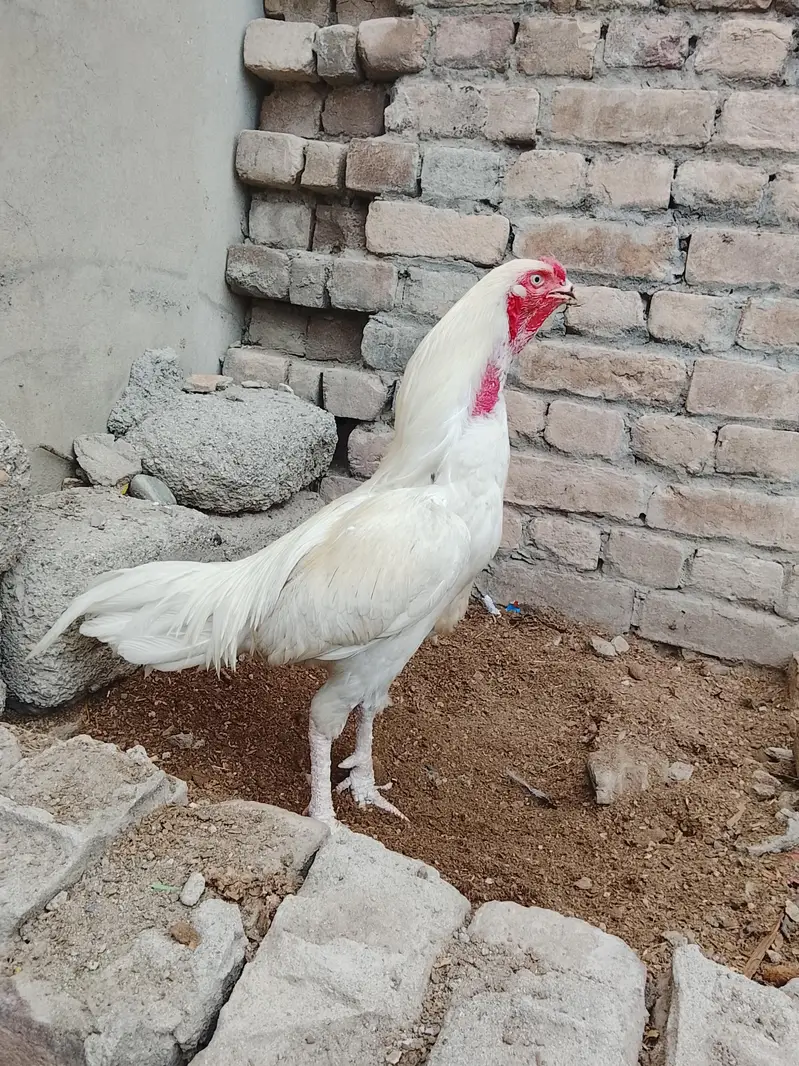 Aseel × paper white cross Murga forsale — photo 3