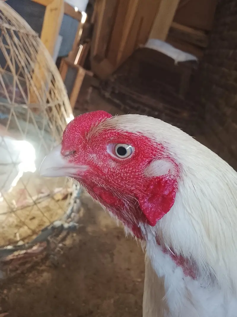Aseel × paper white cross Murga forsale — photo 4