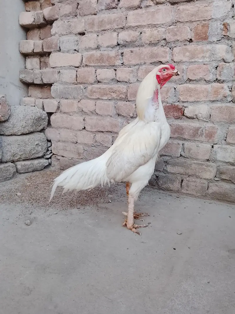 Aseel × paper white cross Murga forsale — photo 6