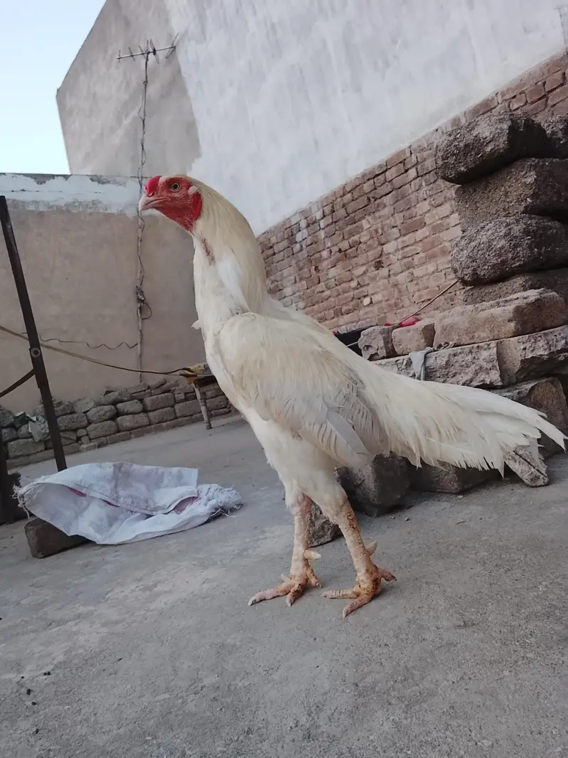 Aseel × paper white cross Murga forsale — photo 7