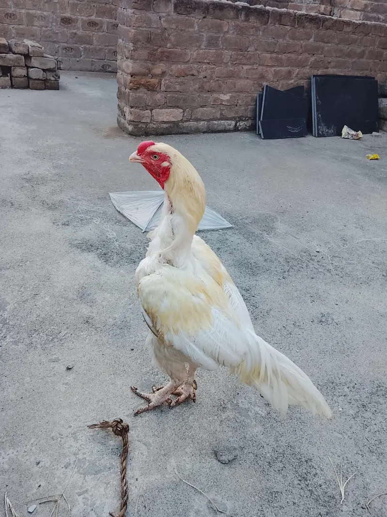 Aseel × paper white cross Murga forsale — photo 8