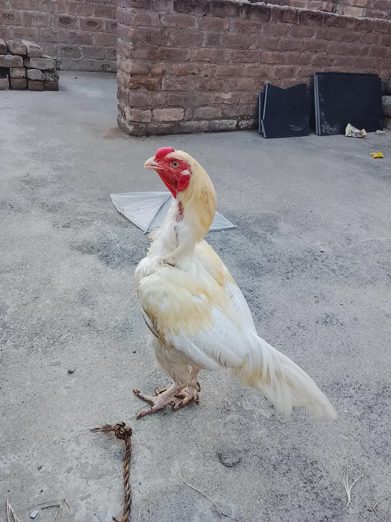Aseel × paper white cross Murga forsale — photo 9