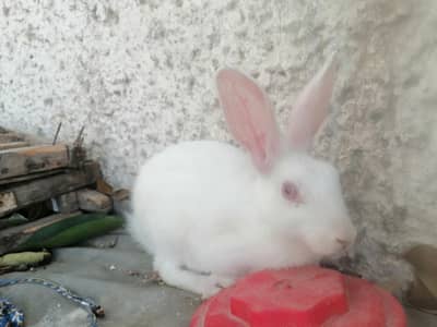1 female rabbit with small baby rabbit for sale