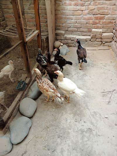 Pakistani Aseel Murgiyan different colors