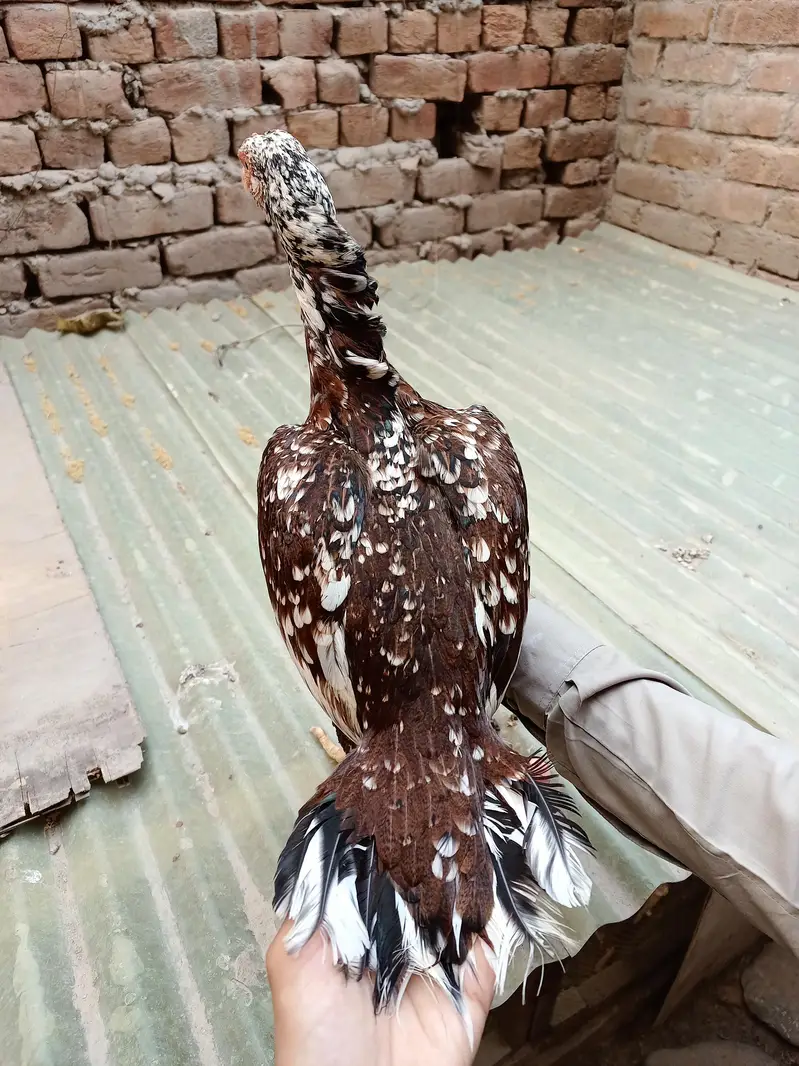 Pakistani Aseel Murgiyan different colors — photo 2