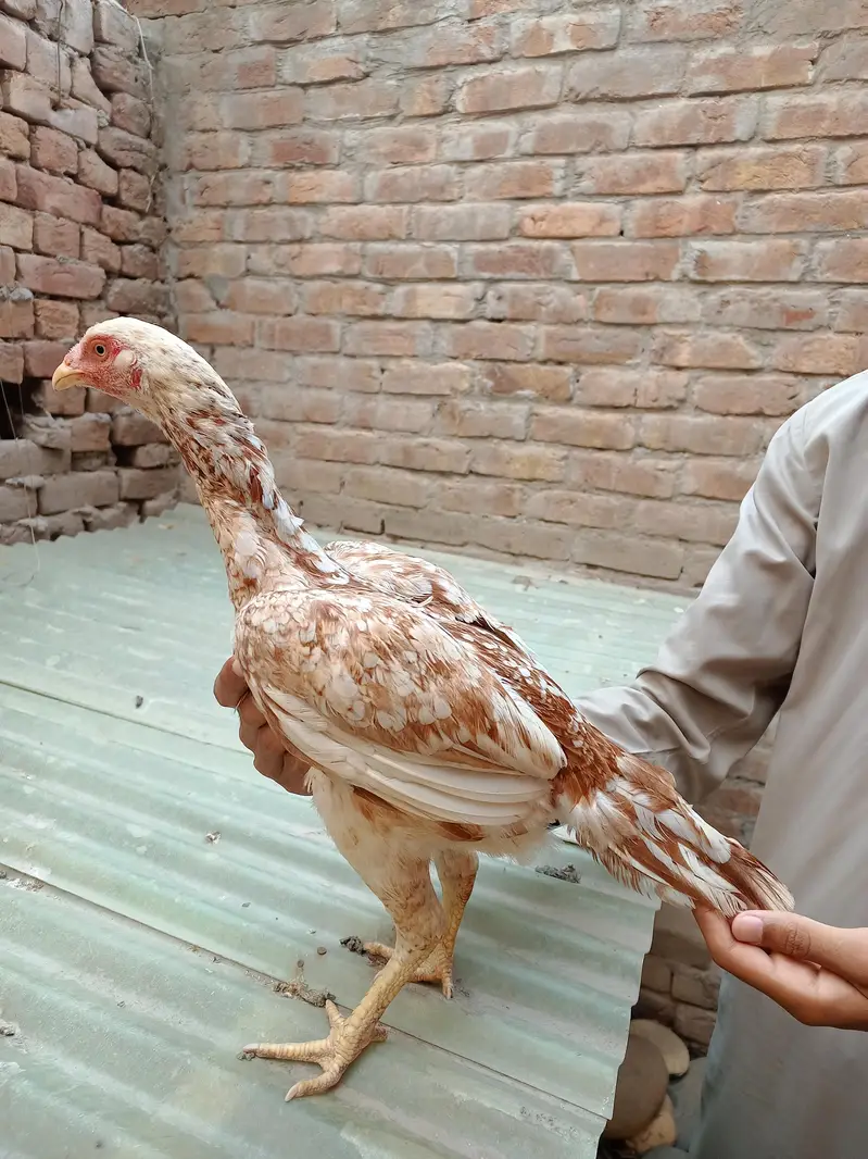 Pakistani Aseel Murgiyan different colors — photo 3