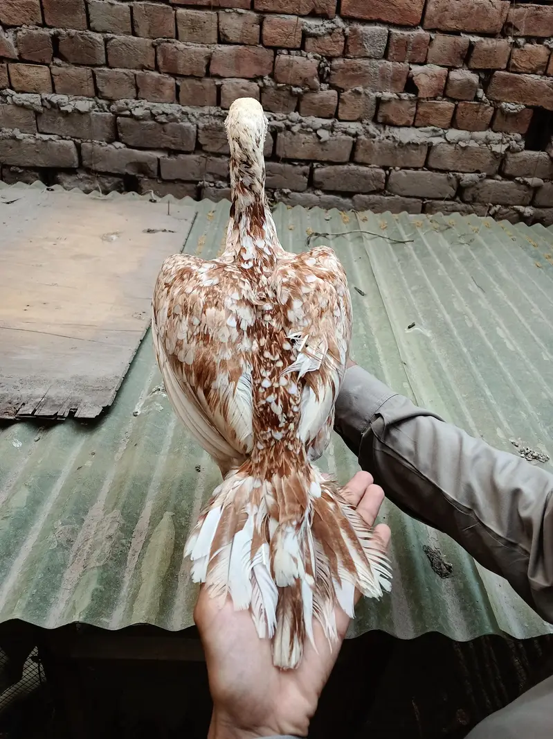 Pakistani Aseel Murgiyan different colors — photo 4