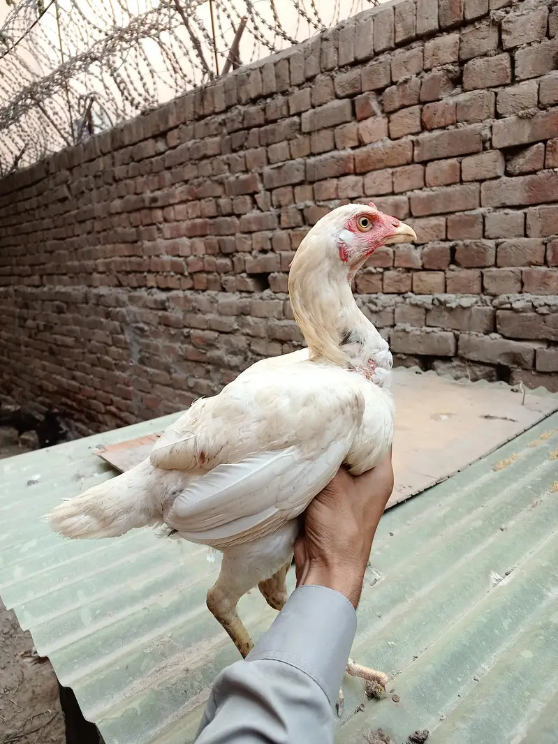 Pakistani Aseel Murgiyan different colors — photo 5