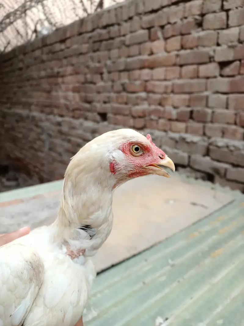Pakistani Aseel Murgiyan different colors — photo 6